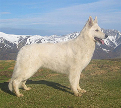 Zena 