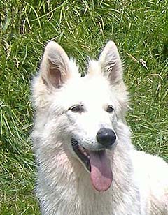 Zena 