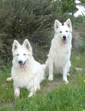 Berger Blanc Suisse