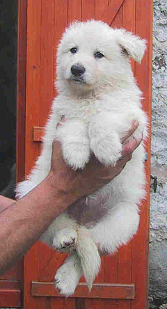 male 6 sem. / 6 weeks