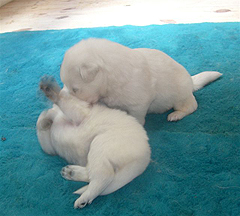 B: 2semaines/2weeks