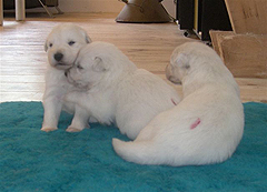B: 2semaines/2weeks