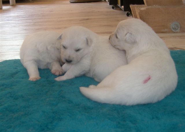 B: 2semaines/2weeks
