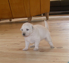 B: 2semaines/2weeks