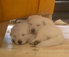 C: 3semaines/3weeks
