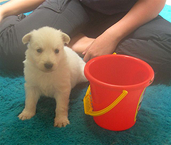 C: 3semaines/3weeks