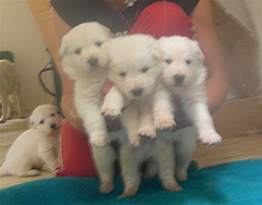 C: 3semaines/3weeks
