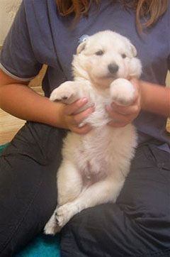 C: 3semaines/3weeks