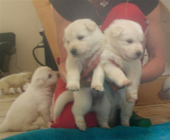 C: 3semaines/3weeks