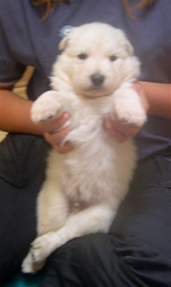 C: 3semaines/3weeks