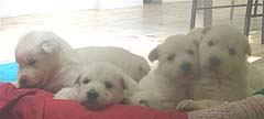C: 3semaines/3weeks