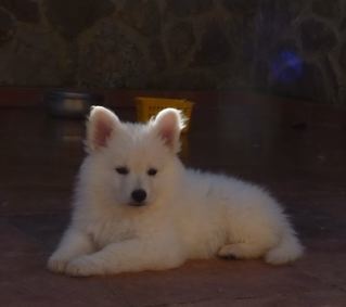 E : 6 weeks / semaines