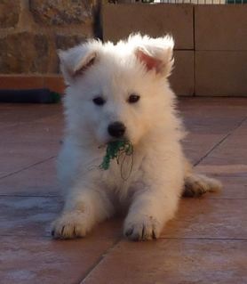 E : 6 weeks / semaines