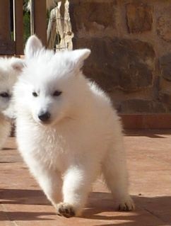 E : 6 weeks / semaines