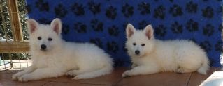 E : 6 weeks / semaines