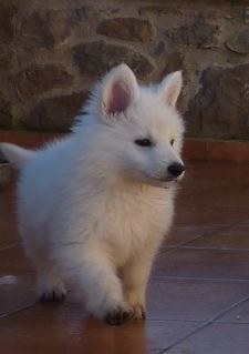 E : 6 weeks / semaines