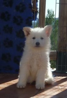 E : 6 weeks / semaines