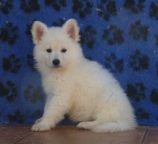 E : 6 weeks / semaines