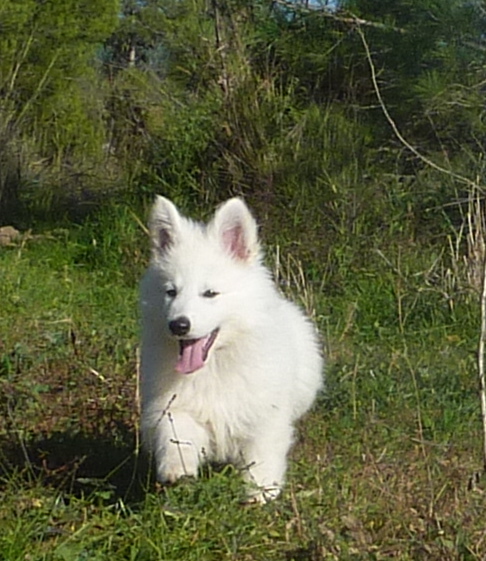 E : 6 weeks / semaines