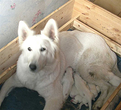 Danka and her puppies/ Danka et sa bebes