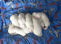 A: 9 males 2heurs/2 hours old