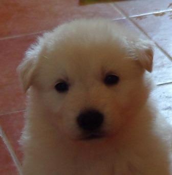A : puppies 2,5 weeks old