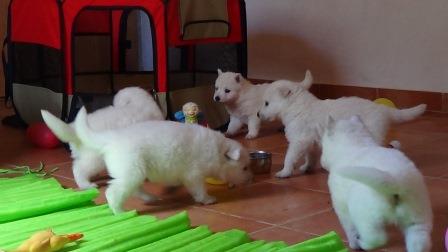 A : puppies 2,5 weeks old