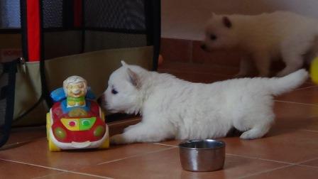 A : puppies 2,5 weeks old