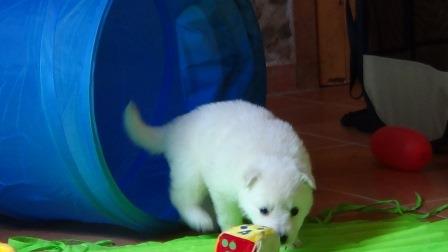 A : puppies 2,5 weeks old