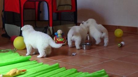 A : puppies 2,5 weeks old