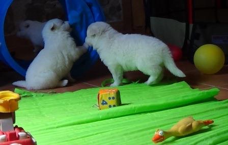 A : puppies 2,5 weeks old