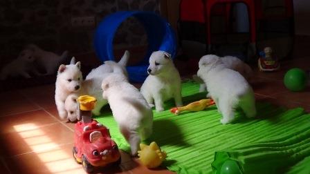 A : puppies 2,5 weeks old
