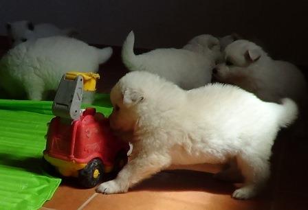 A : puppies 2,5 weeks old