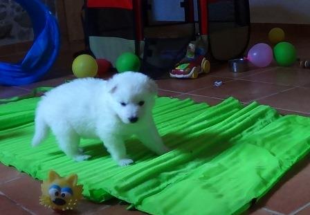 A : puppies 2,5 weeks old