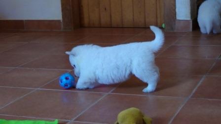 A : puppies 2,5 weeks old