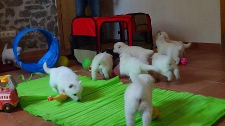 A : puppies 2,5 weeks old