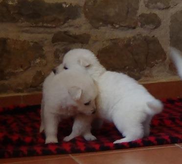 A : puppies 2,5 weeks old