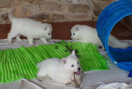 B : Three and a haf weeks old