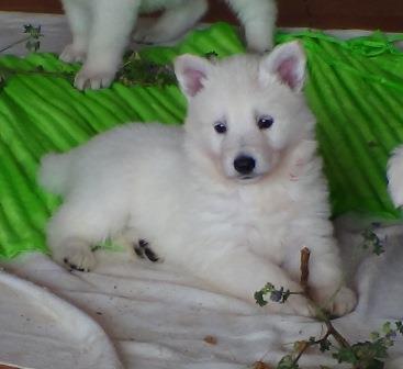 B : Three and a haf weeks old