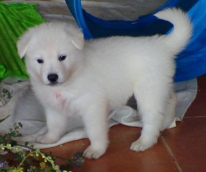 B : Three and a half weeks old 