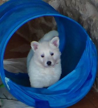 B : Three and a half weeks old 