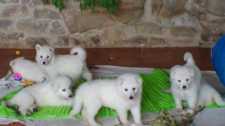 B : Three and a half weeks old 
