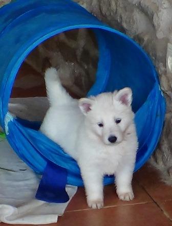 B : Three and a half weeks old 