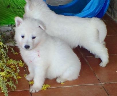B : Three and a half weeks old 