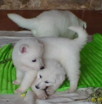 B : Three and a half weeks old 