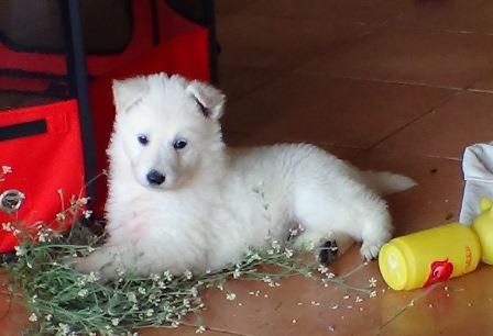B : Three and a half weeks old 