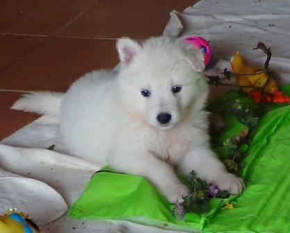 B : Three and a half weeks old 