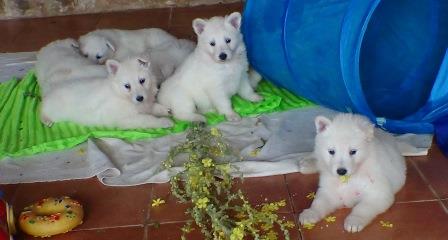 B : Three and a half weeks old 