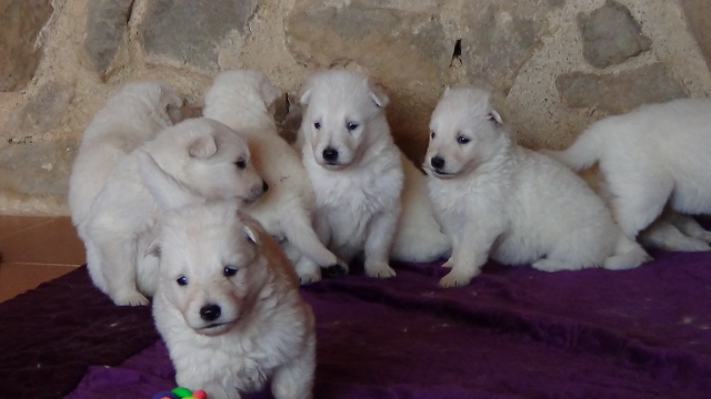 C : 3 weeks