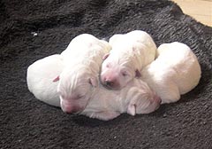 A: 4 femelles premier jour/ 4 females first day